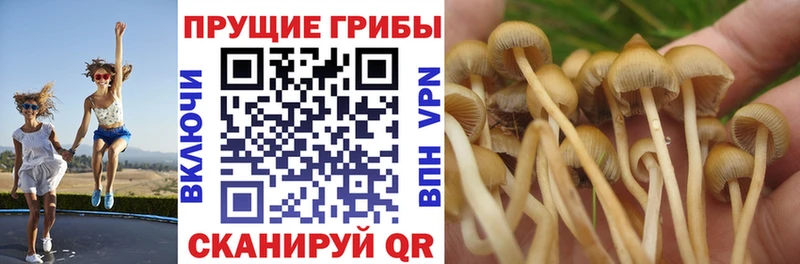 Псилоцибиновые грибы Psilocybe  где купить наркоту  Кодинск 